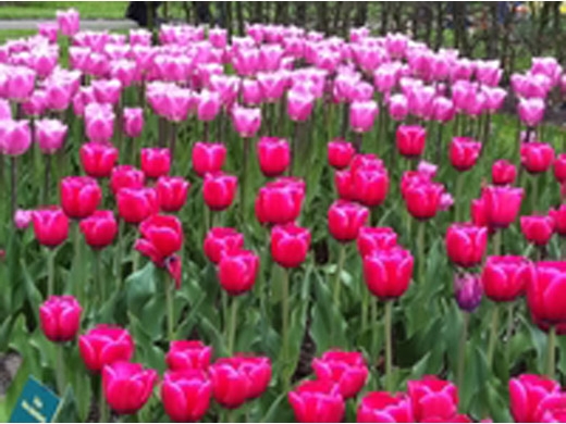 amsterdam-shore-excursion-keukenhof-gardens-and-tulips-fields-tour-in-amsterdam-106480.jpg