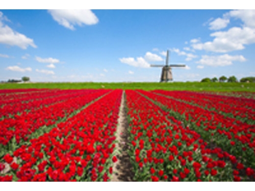 holland-in-one-day-sightseeing-tour-in-amsterdam-115758.jpg