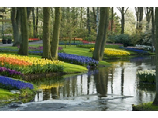 keukenhof-gardens-and-tulip-fields-tour-from-amsterdam-in-amsterdam-43851.jpg